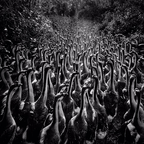8. Chủ đề Động vật: ảnh chụp bầy ngỗng tại làng Lianfeng, Dương Giang, Trung Quốc